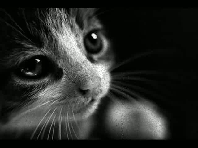 Rafał31  (Rafał31), Szamotuły