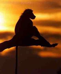 Iwona Mirecka (IwonaMirecka)