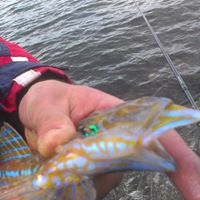 Piotr Tymoszuk (PiotrTymoszuk)