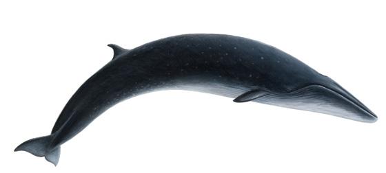 JanJankowski  (JanJankowski)