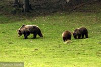 Zdzislaw Tatara (ZdzislawTatara)