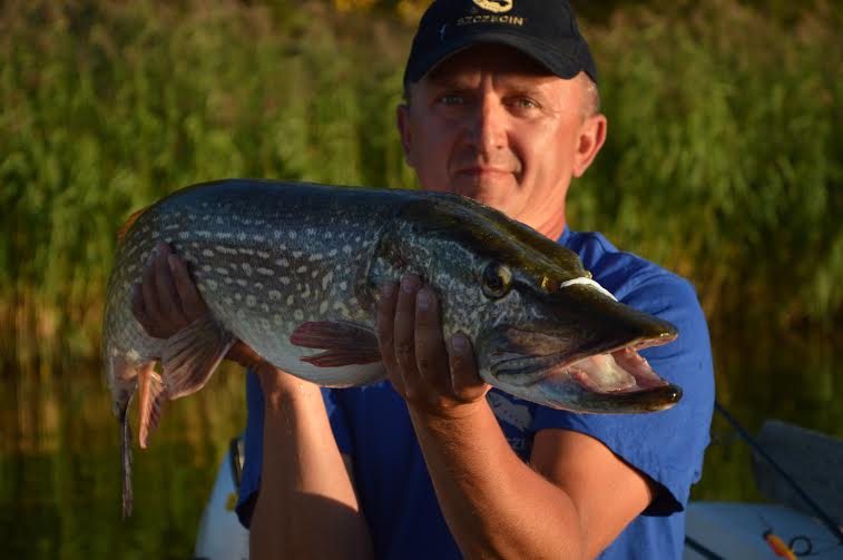 SklepHalibut  (SklepHalibut), Szczecin