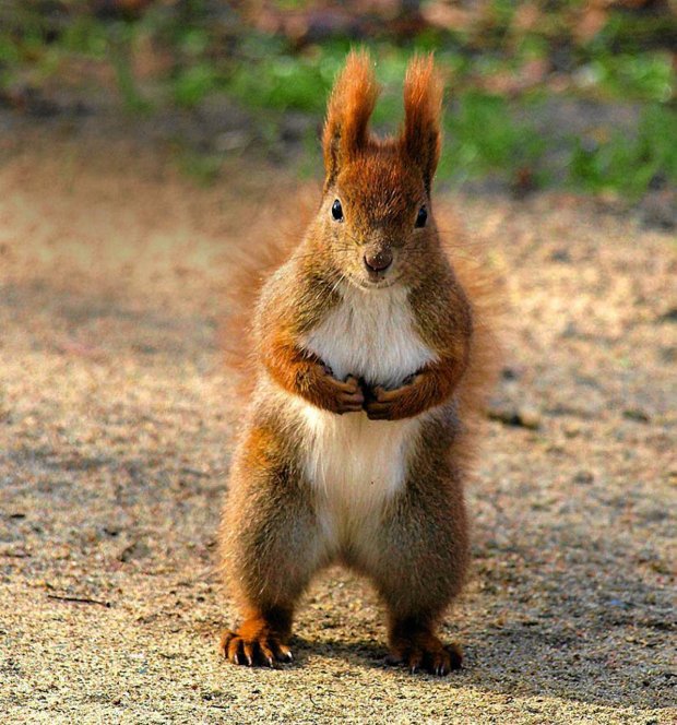 Squirrel Arkadiusz (Squirrel), Bergen, Szczecin