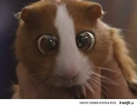 Gałek Gałecki (GalekGalecki)