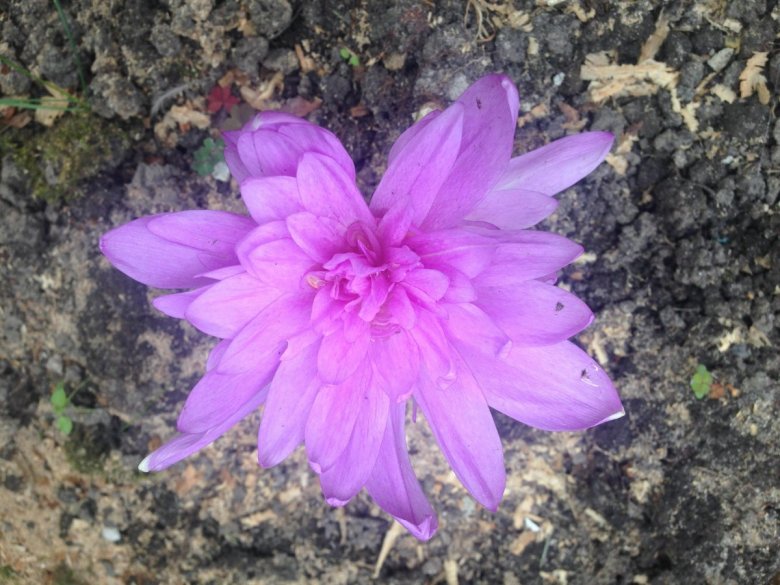 qsanti  (qsanti), Zamość