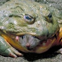 Peter Kay (PeterKay)