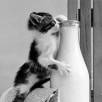 Oskarek Kotek (OskarekKotek), POZNAŃ