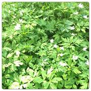 Emilia N Niedzwiecka (Emilia N), Årnes, Suwalki