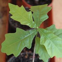 Pawel Pochopien (PawelPochopien)