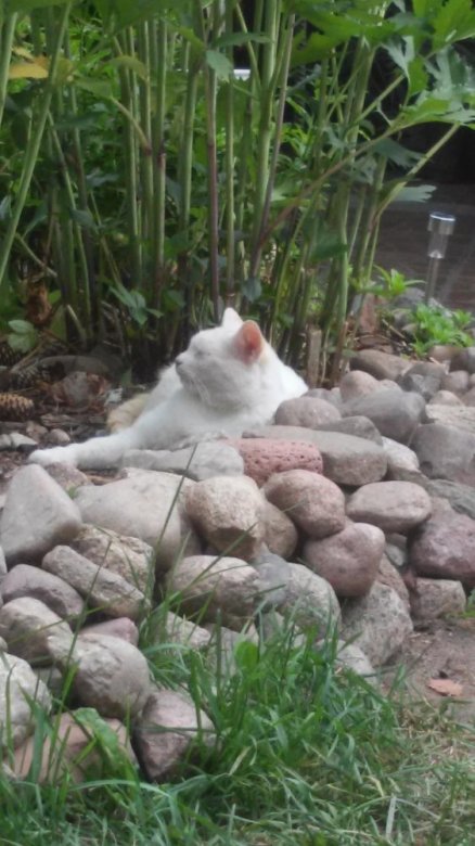 Ola kulska  (Ola kulska)