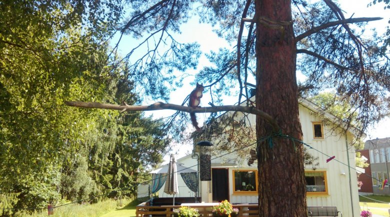 Jakub kalinowski  (Jakub kalinowski)