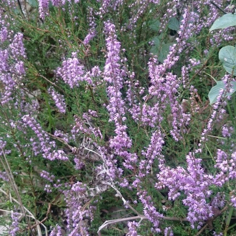 Dorota Makowska (DorotaMakowska)