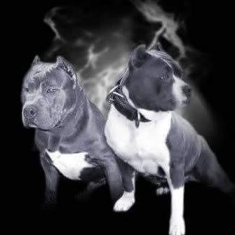 Wolfgang Szmit (WolfgangSzmit), Tenczynek