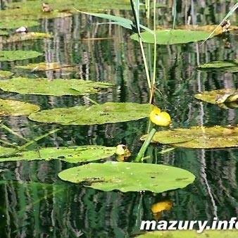 Emil Radom (EmilRadom), Radom