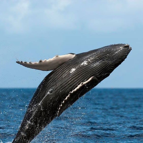 Karl Kristoffersen (KarlKristoffersen), Bergen, Hordaland