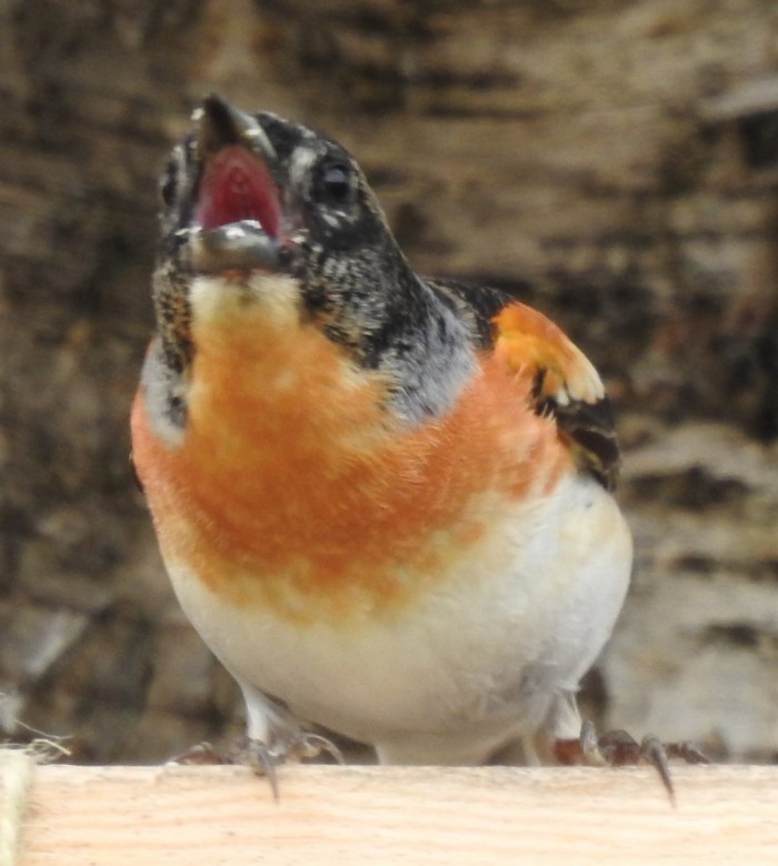 Stagu  (Stagu)