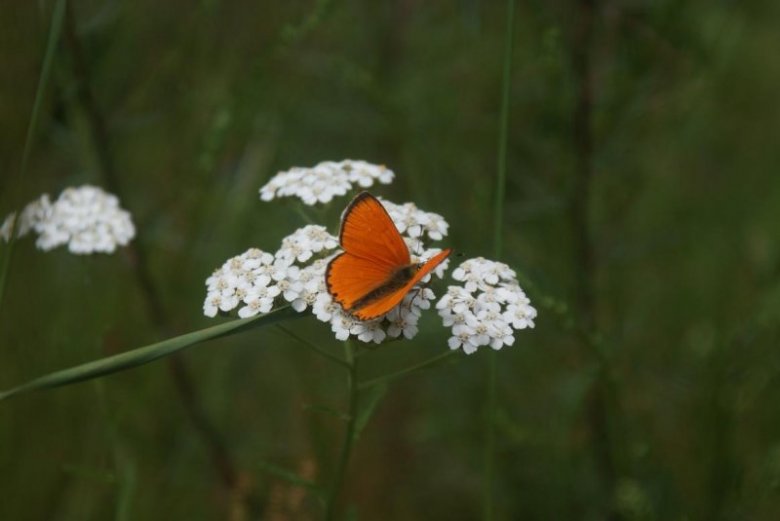 ............ ............. (pollinia), Bergen, ......