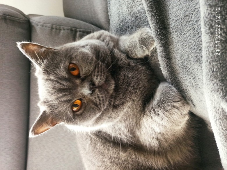 Dariusz Kmiecik (Darcius), Holen, Rozdziele