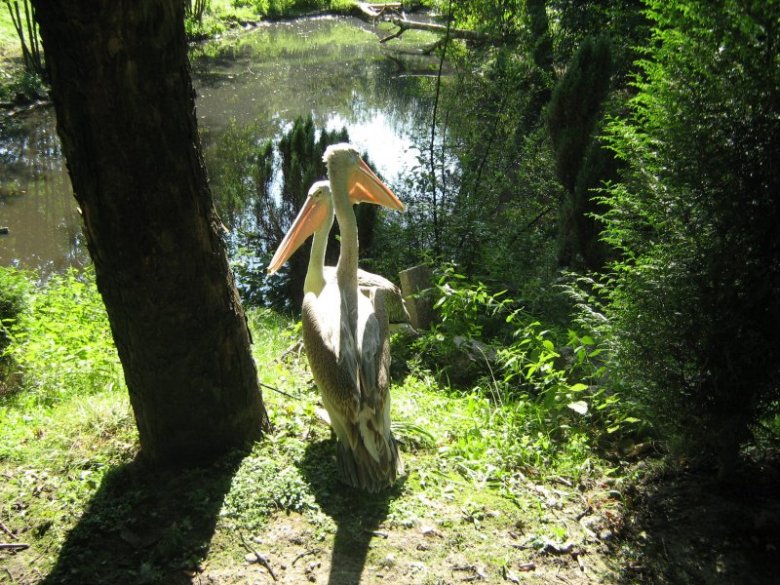 Patronas (Damian Rzeszów)