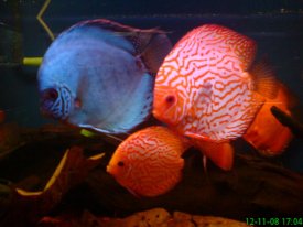 Jarosław M. (Jarek M.Akuna), Haugesund, Szczecin