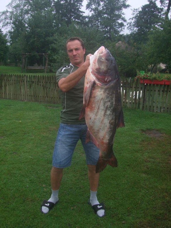mariusz sikorski (mariusz75111), Asker, Brusy
