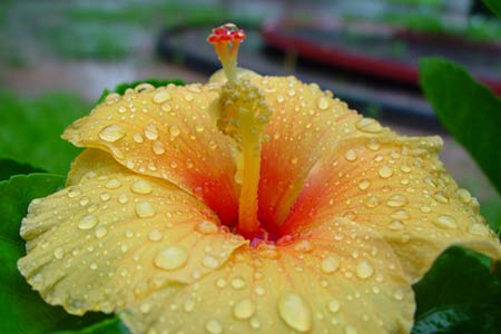 Aneta . (rosa12), Jessheim, Walbrzych