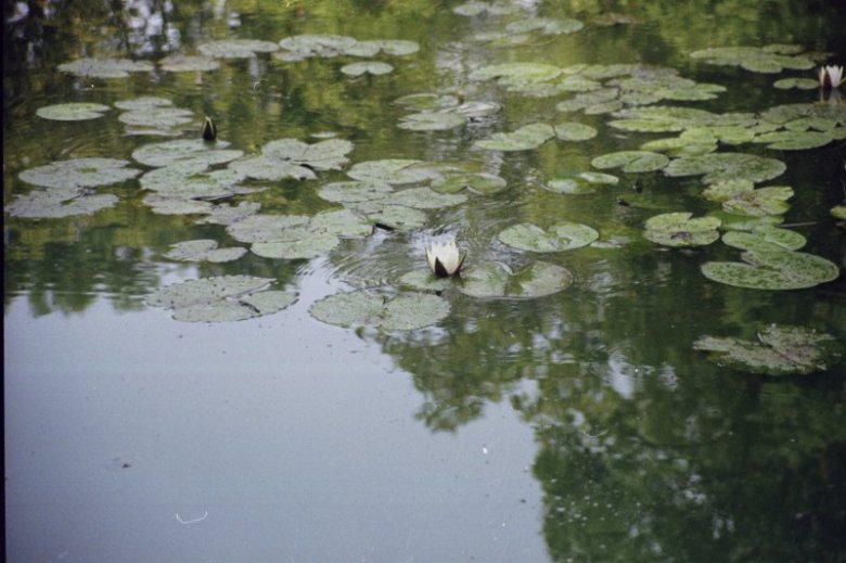 Wojciech Hoefler (ariiel), zdzieszowice