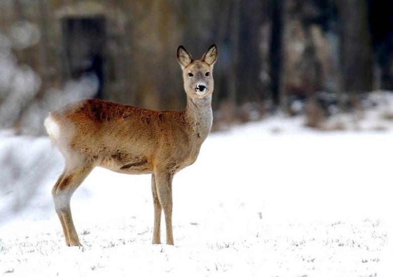 Hubert ... (rytyty), ..., ...