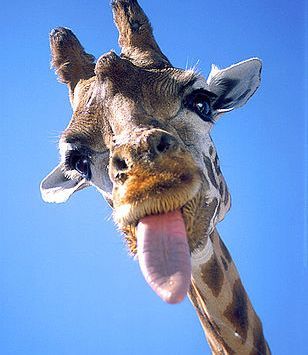 ol a (ol3), oslo, pcim