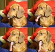 Patryk Wasaznik (PatrykWasaznik)