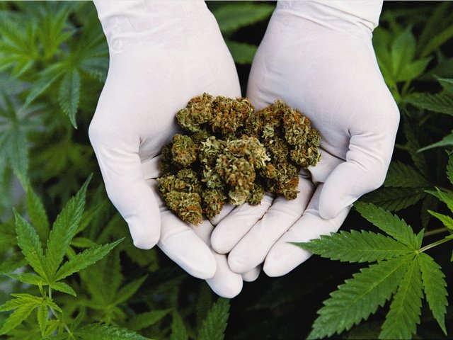 Cannabis Cup (MrGreen), Stavanger, CK