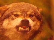 Tomasz Podzerek (TomaszPodzerek)