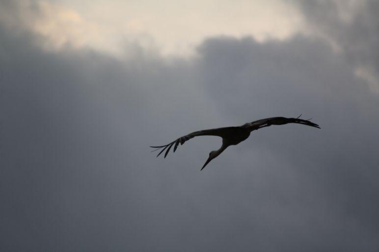 Agata Pe (Bunialsky), Szczecin