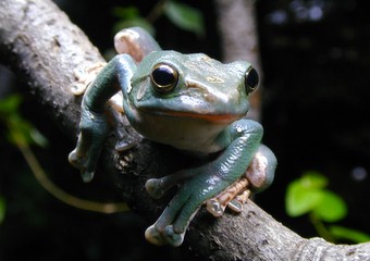 r s.t (wirtu), nie, tak