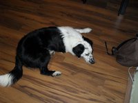 Joanna Jedrzejczyk (asiunia28), Roan, Wopity