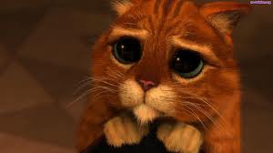 Rafal Rafaleski (Rafaleski), Bergen, Warszawa