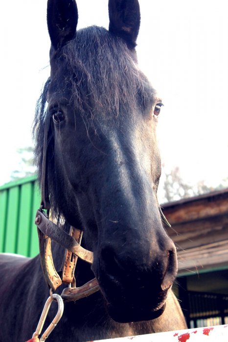 Magdalena Majewska (Sommerka), Lubomia