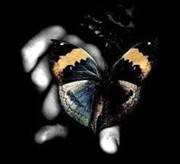 WriooBlackFenix (Wrioo Black Fenix)