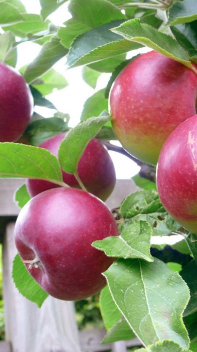 Roksana Tymińska-Heger (Rakkestad2013)