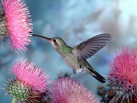 Kamila Wojciechowska (colibri), Oslo, Gdańsk
