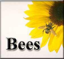 Bartłomiej Sobolewski (BeesS), Bygstad, Kozienice