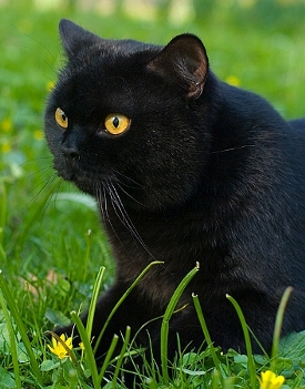 pantera (Beata XYZ)
