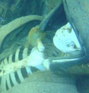 Łukasz Rup (lusoxs)