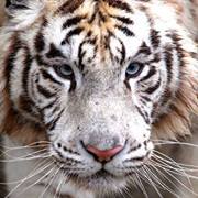 Simon Rudnicki (SimonRudnicki)