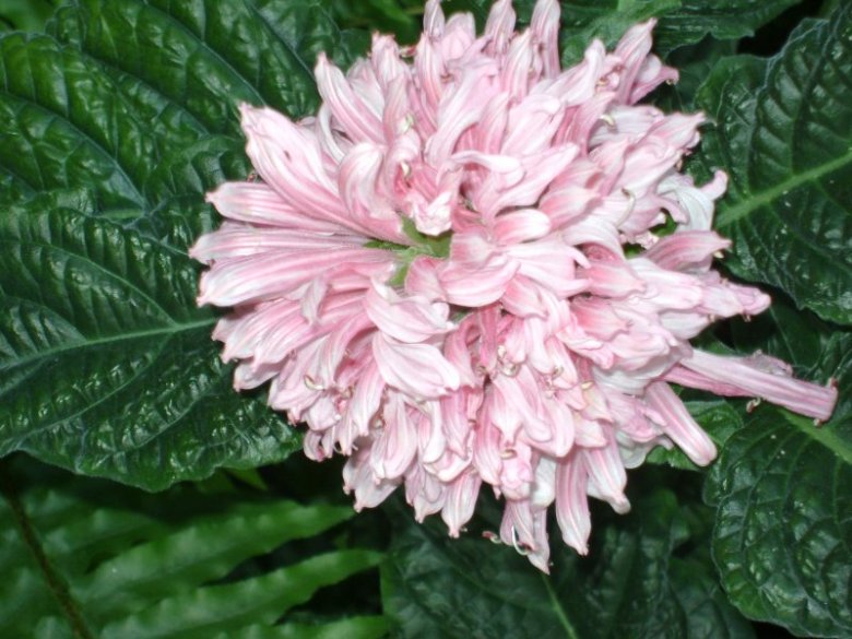 Magdalena Redus (Mredus), Hareid, Wieliczka