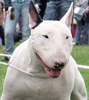 Marcin Michalski Sherdog Kennel (MarcinMichalskiSherdogKen)