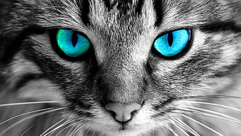 catse (aaa kkk)