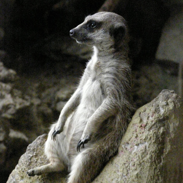 jan jebrzycki (kajukool)