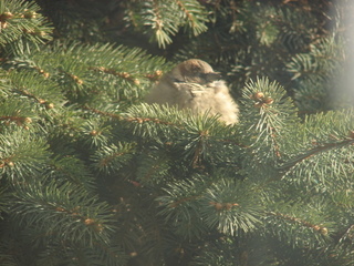 piktor2243 (Jolanta Jastrzębska)