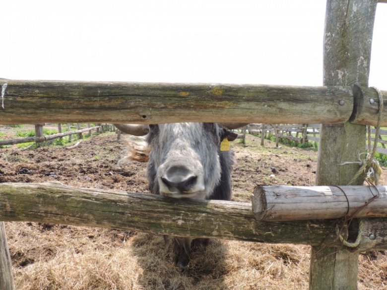 anna soboczyńska (anavika26), Gardyny